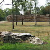 Giraffes at the Nashville Zoo 09032011