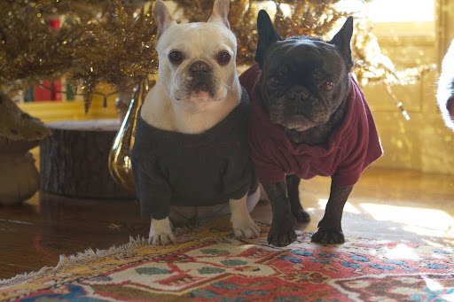 Sitting under the tree like this, don't we look like the cutest Christmas gifts ever?