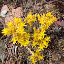 Lance-leaf Stonecrop