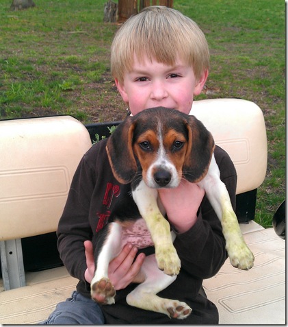 beagle puppy