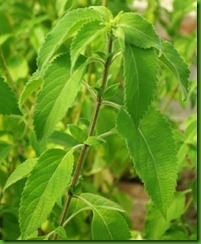 Basil Vana Tulsi Basil Vana Tulsi