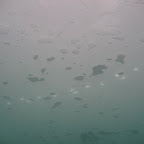 Krakow - Ice Diving -28.JPG
