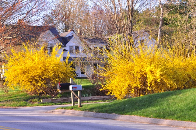 forsythia