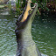 Estuary or Saltwater Crocodile Leaping For Food - Port Douglas, Australia