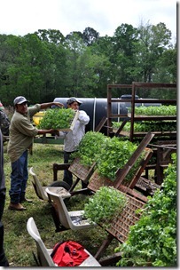 planting watermelons 032212 (33)