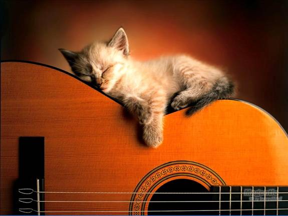 Image Dimension: 512x385 :: I am love these Cats I am love these Cats