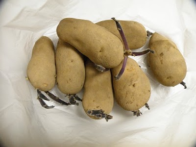 芽が出たジャガイモ1キロ 芽が出たジャガイモ1キロ