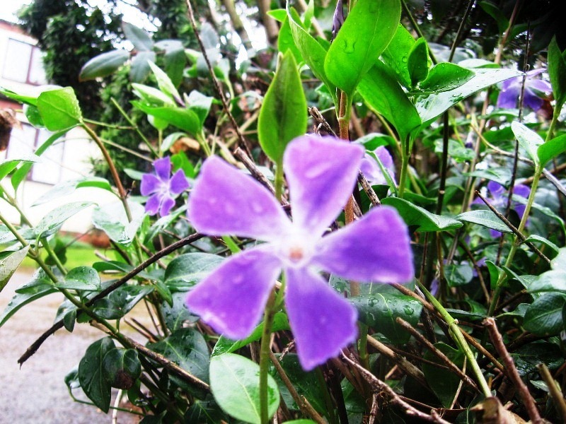 [periwinkle%255B4%255D.jpg]