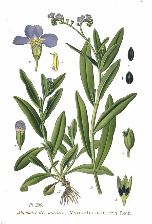 [230_Myosotis_palustris_Roth%255B3%255D.jpg]