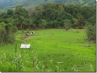 paddy_planting_sarawak_sawah_padi_5