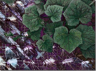 cukes_bug