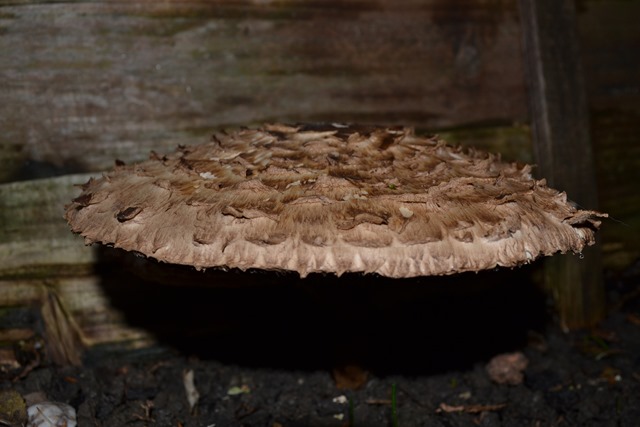 [November%2520Toadstool%25203%255B2%255D.jpg]