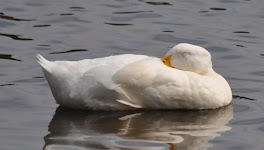 DSC_1908.JPG
