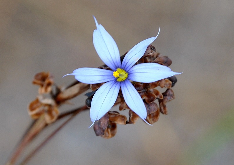 [Blue-Wildflower-24.jpg]