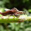 Ambush bug