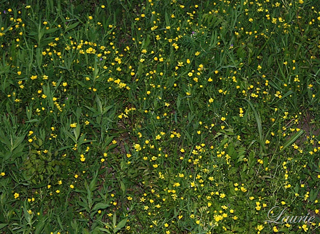 [ylw-flowers2.jpg]