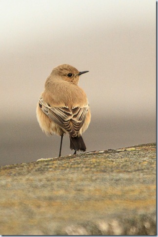 Rhyl_DesertWheatear-2