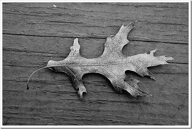 leaves-public-domain-pictures-1 (6) leaves-public-domain-pictures-1 (6)