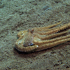 Octopus (Dauin, Negros)