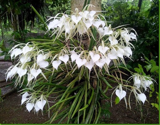 OR Brassavola nodosa