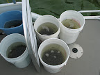 Walleye fry added to the lakes