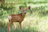 Baby deer - Capitol Reef National Park, Utah