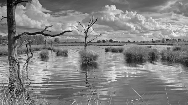 10 JanK_Dwingelerveld_zw_15-08-14_8628.jpg