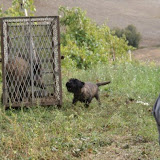 Red's Flame Jennifer Lopez e il cinghiale / wildboar
