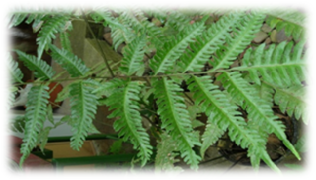 Pteris Pteris