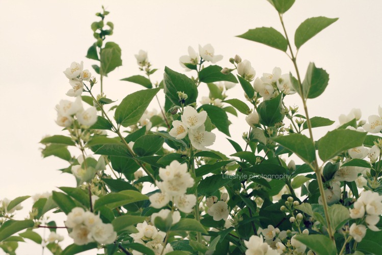 [IMG_4457r%255B7%255D.jpg]