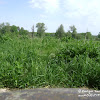 dsc06617.jpg