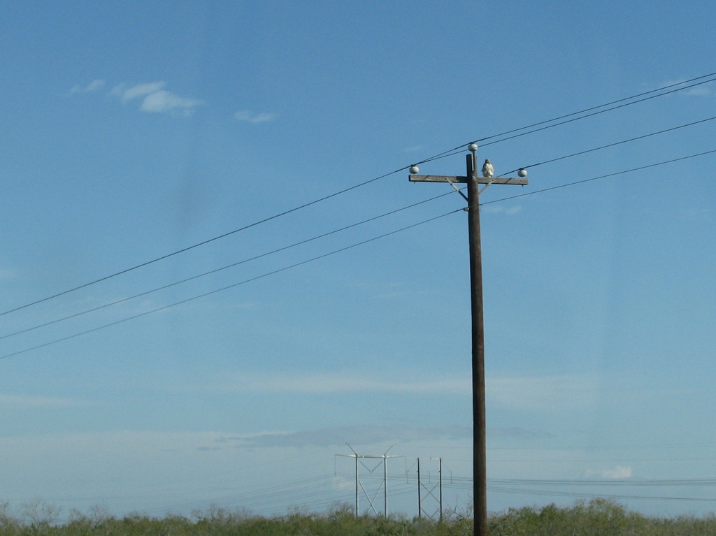 [7195%2520Texas%2520-%2520US-77%2520North%2520-%2520bird%2520of%2520prey%255B3%255D.jpg]