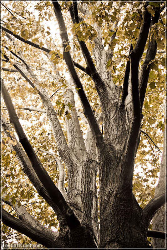 Америка 2.0 / Нью Йорк   Forest Hills (foto america  фото природа дождь и снег new york  20111019 usa ny forest hills 020 9090)
