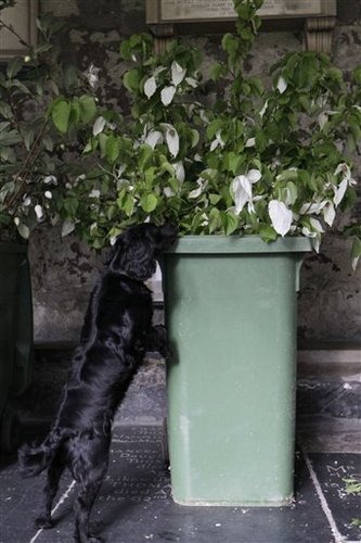 [246-804britain_royal_wedding_flowers.jpg]