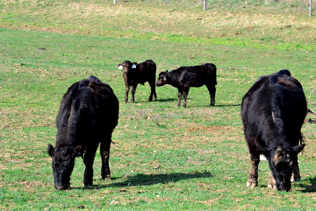 [grazing%255B4%255D.jpg]