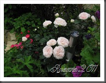 IMG_2062 IMG_2062