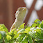 Oriental Garden Lizard