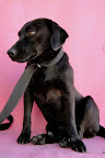 NEGRITA
Dulce y juguetona, puede convivir con otros perros.