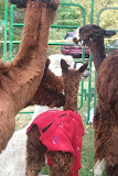 2011-09-25 13.32.45.jpg
