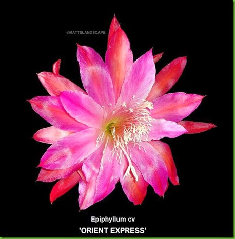 ORIENT EXPRESS Epiphyllum hybrid (In bloom close-up 8" average sized bloom) ORIENT EXPRESS Epiphyllum hybrid (In bloom close-up 8" average sized bloom)