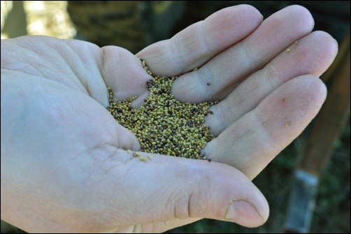 red clover seed
