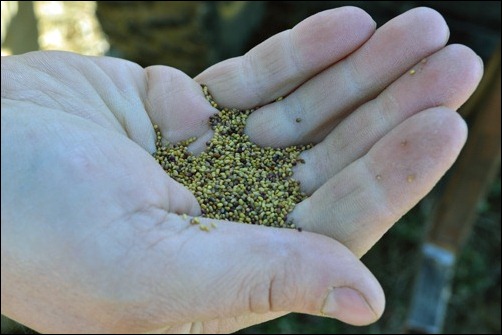 red clover seed red clover seed