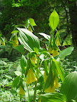 Disporum is one of those plants that is native to both the United States and Asia - this showy Asian species is D. flavens.