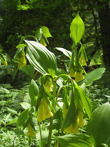 Disporum is one of those plants that is native to both the United States and Asia - this showy Asian species is D. flavens.