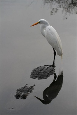 John Wise. Great Egret and American Alligator
