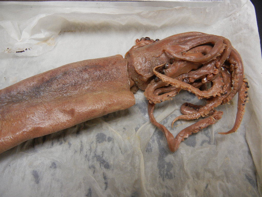 squid_mantle.JPG