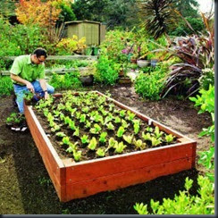 raised-bed-main-m