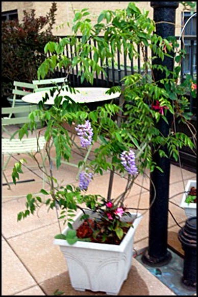 Wisteria first bloom-3 yrs old Wisteria first bloom-3 yrs old