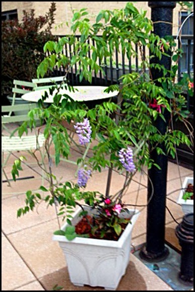 Wisteria first bloom-3 yrs old