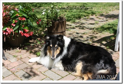 20120603UppstromDogVisit03